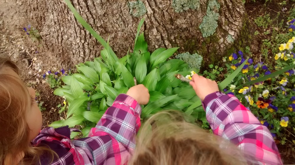 Gypsy Moth Caterpillars